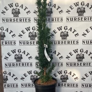 Taxus Baccata Fastigiata Robusta