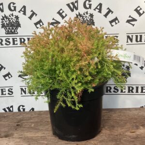 Thuja Occidentalis Fire Chief