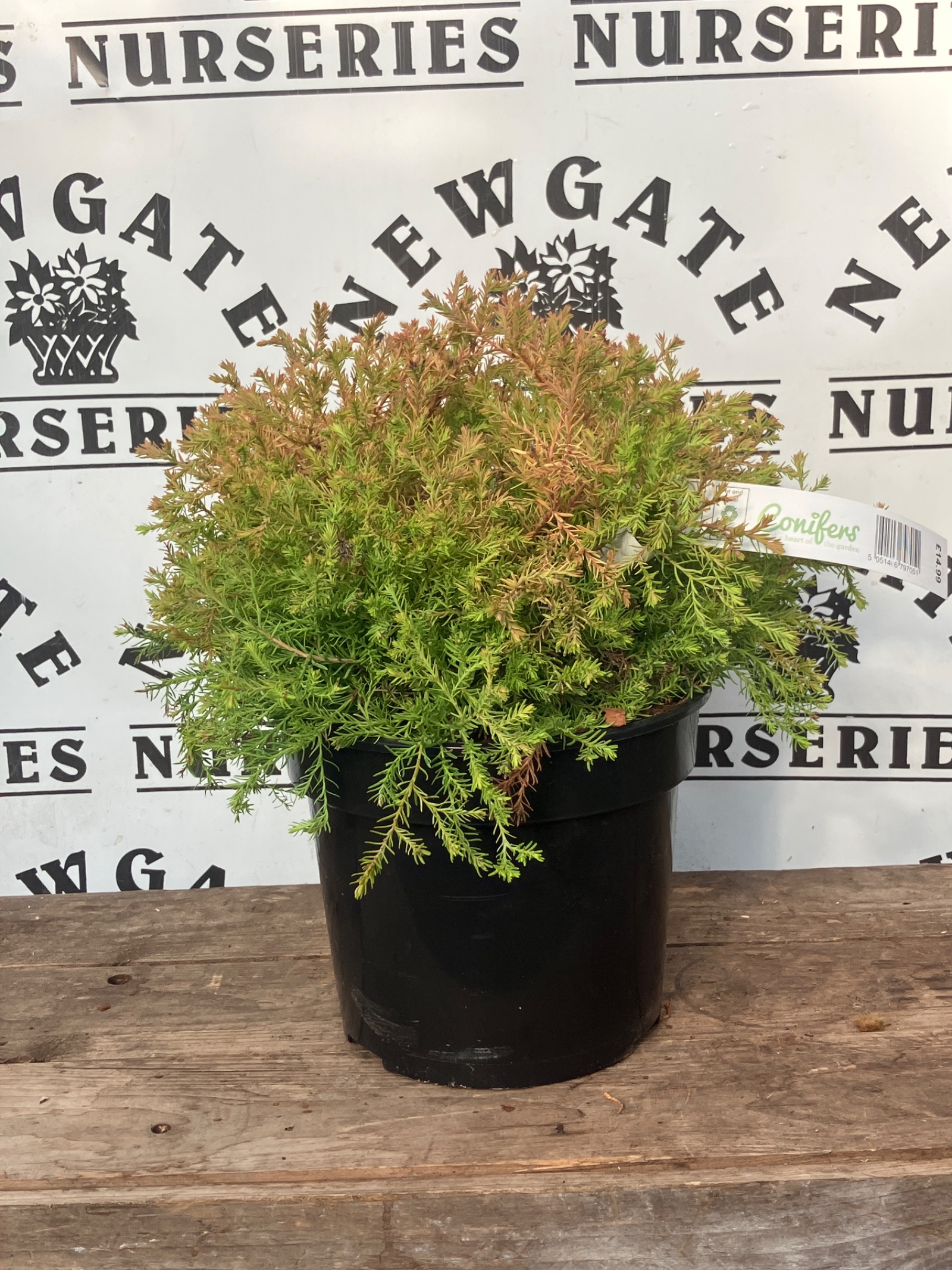 Thuja Occidentalis Fire Chief