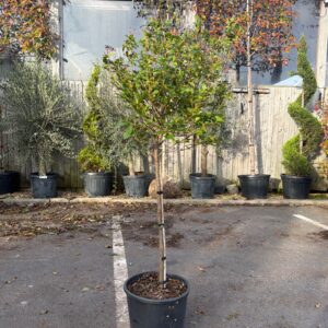 Viburnum Eve Price 1/2 STD 50cm Head