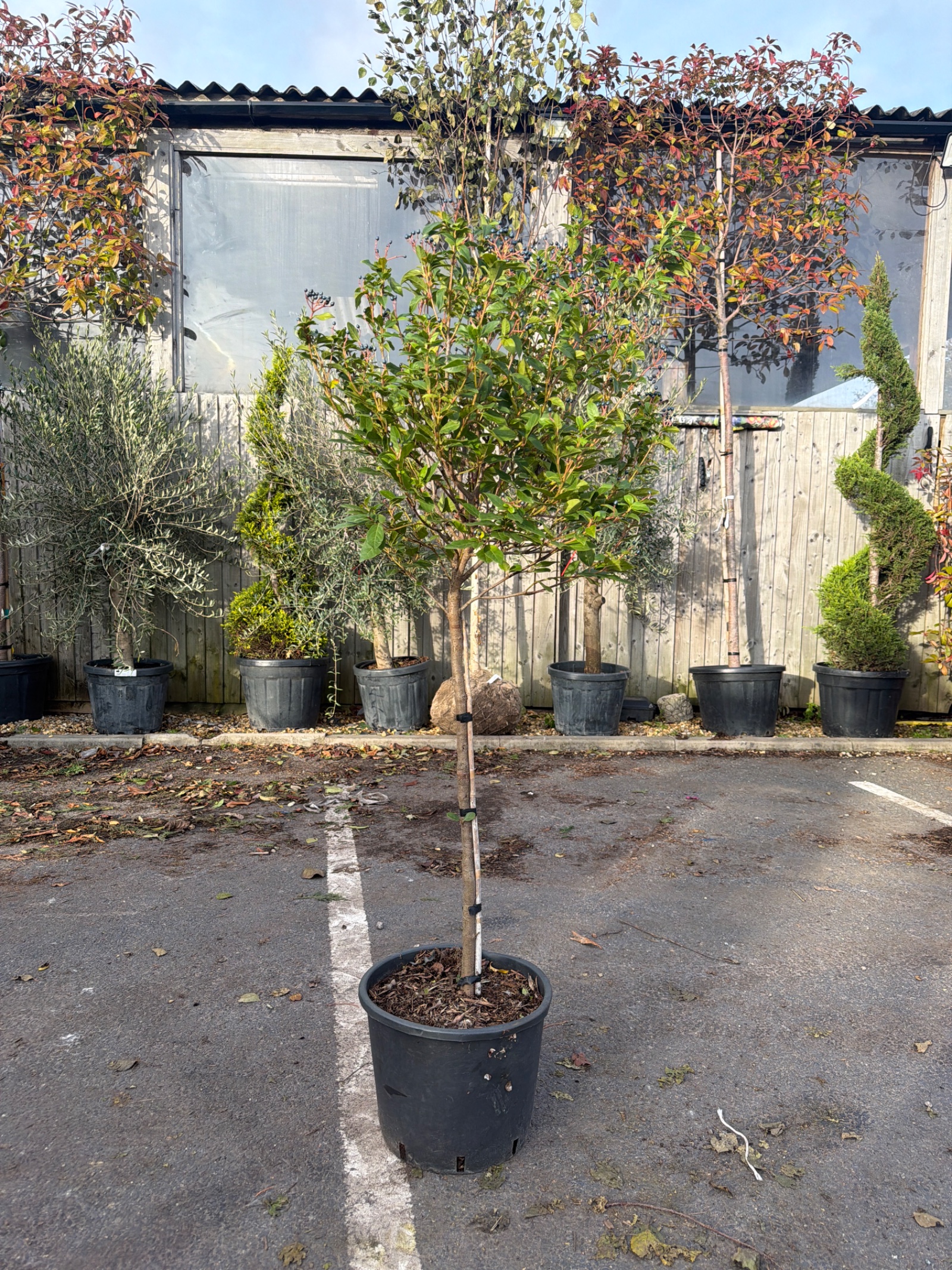 Viburnum Eve Price 1/2 STD 50cm Head
