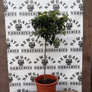Viburnum Tinus Standard Small