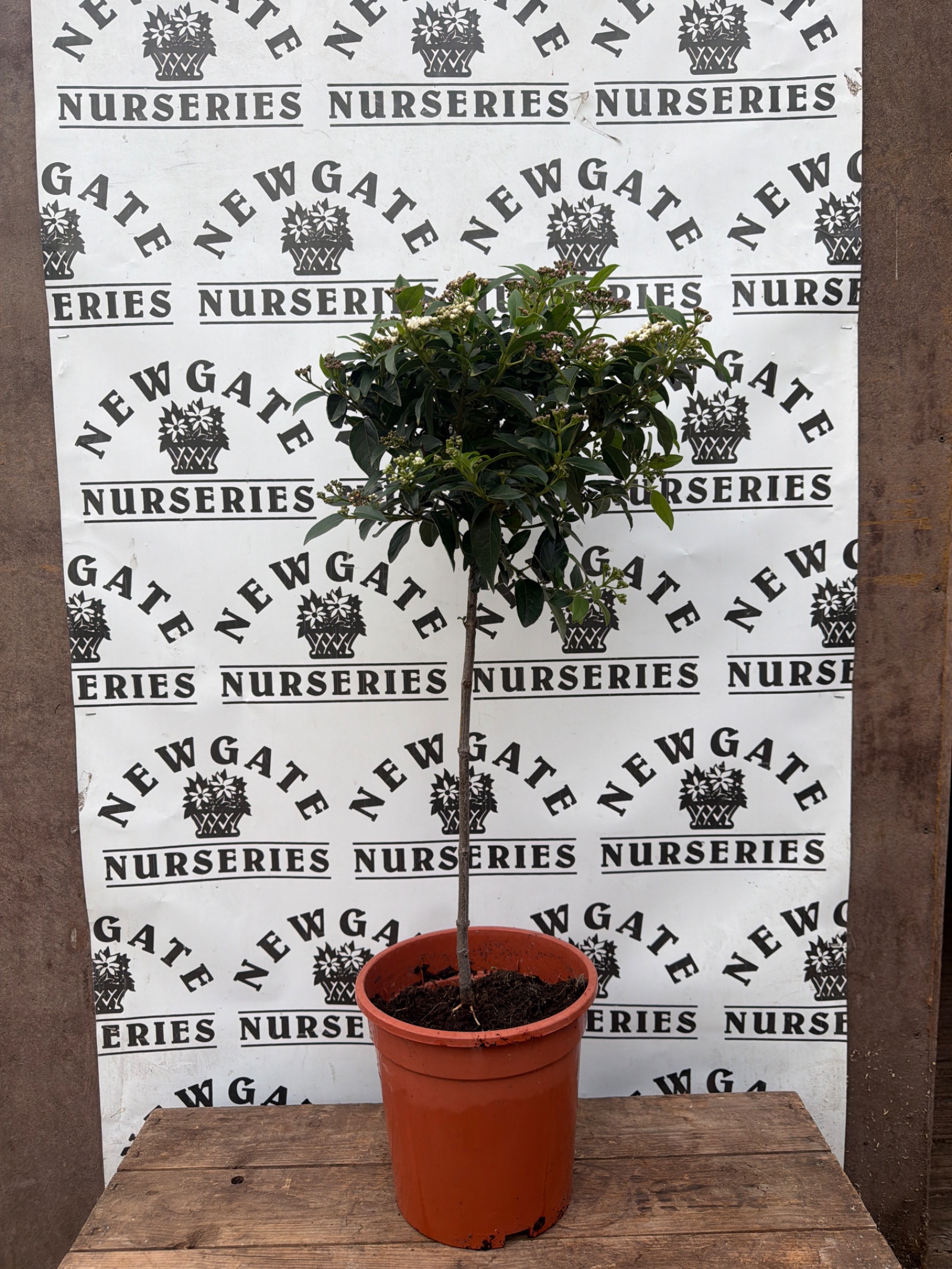 Viburnum Tinus Standard Small